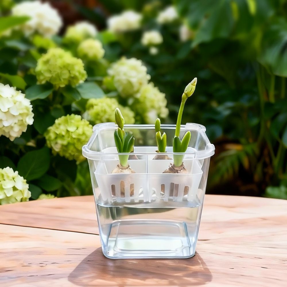 チューリップやユリの球根を植えるための、透明な水耕栽培用花瓶 - Vase Decor のレビューと価格